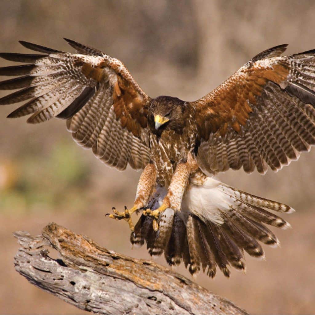 Praire Raptor Residence - Jones Studio Inc